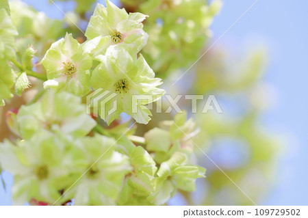 盛開的重瓣櫻花特寫【藍天背景】 109729502