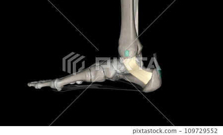 The flexor retinaculum of the foot extends from the medial malleolus above, to the calcaneus below The flexor retinaculum of the foot extends from the medial malleolus above, to the calcaneus below 109729552