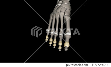 The interphalangeal joints of the foot are between the phalanx bones of the toes in the feet 109729655