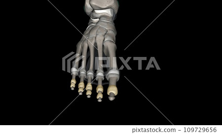 The interphalangeal joints of the foot are between the phalanx bones of the toes in the feet 109729656