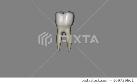 The mandibular first molar usually has two roots, a mesial and a distal 109729661