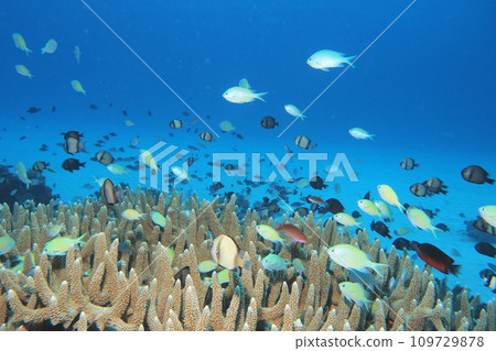 藍色的海和雀鯛群，沖繩海 109729878