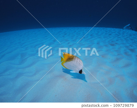 沖繩海中游泳的刺蝴蝶魚 沖繩海中游泳的刺蝴蝶魚 109729879