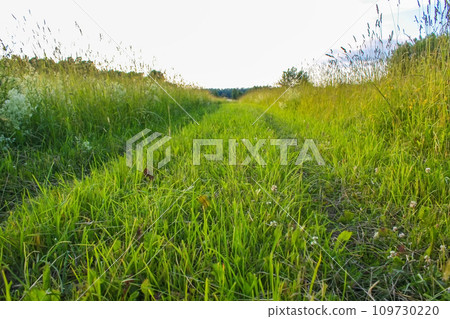 Wild grass in sunset light Wild grass in sunset light 109730220