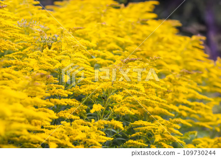 Yellow flowers of goldenrod or Solidago canadensis, Canada goldenrod or Canadian goldenrod plant. Yellow flowers of goldenrod or Solidago canadensis, Canada goldenrod or Canadian goldenrod plant. 109730244