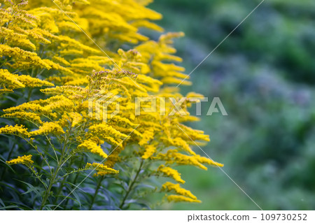 Yellow flowers of goldenrod or Solidago canadensis, Canada goldenrod or Canadian goldenrod plant. Yellow flowers of goldenrod or Solidago canadensis, Canada goldenrod or Canadian goldenrod plant. 109730252