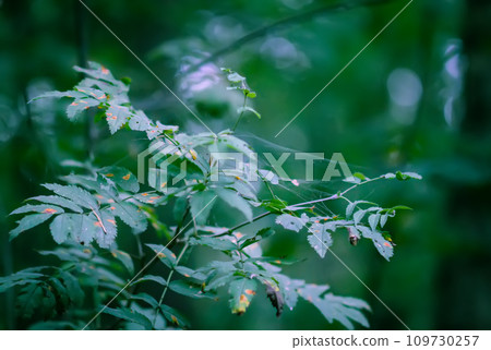 Green leaves of forest tree 109730257