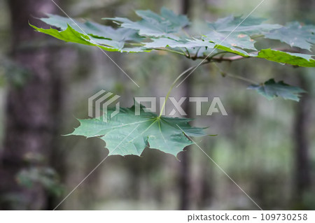 Green leaves of forest tree Green leaves of forest tree 109730258