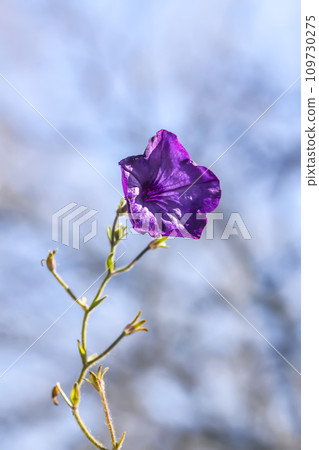 Single bright flower on blurred nature background. Single bright flower on blurred nature background. 109730275