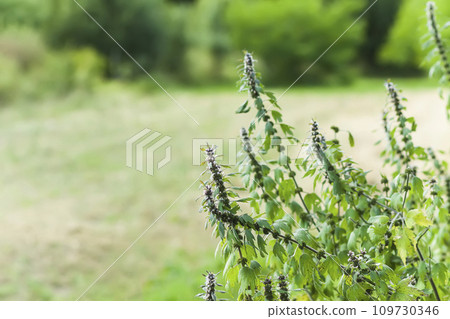 flower, blossom, herb 109730346