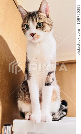 [Protection cat] A mackerel tabby cat riding on a shelf and staring at me 109730392