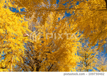 [東京]八王子甲州高速公路沿線的金銀杏樹 109730482