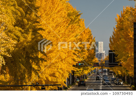 [東京]八王子甲州高速公路沿線的金銀杏樹 109730493