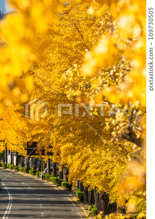 [Tokyo] Golden ginkgo trees along Hachioji Koshu Highway 109730505