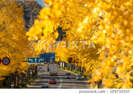 [東京]八王子甲州高速公路沿線的金銀杏樹 109730507