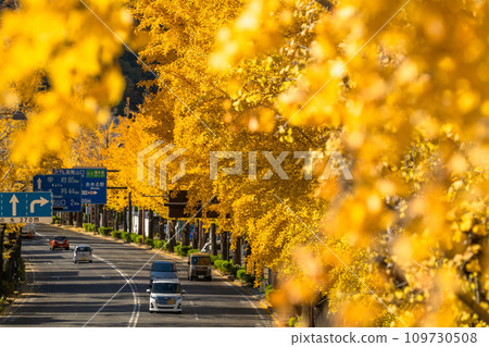 [Tokyo] Golden ginkgo trees along Hachioji Koshu Highway 109730508