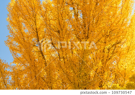 [Tokyo] Golden ginkgo trees along Hachioji Koshu Highway 109730547