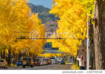 [東京]八王子甲州高速公路沿線的金銀杏樹 109730548