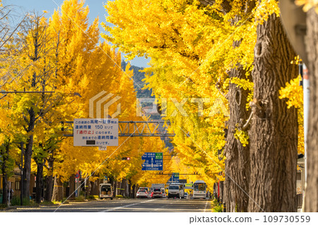 [Tokyo] Golden ginkgo trees along Hachioji Koshu Highway 109730559