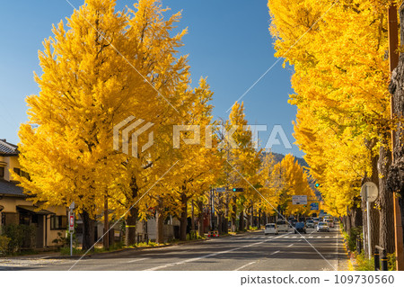 [Tokyo] Golden ginkgo trees along Hachioji Koshu Highway 109730560
