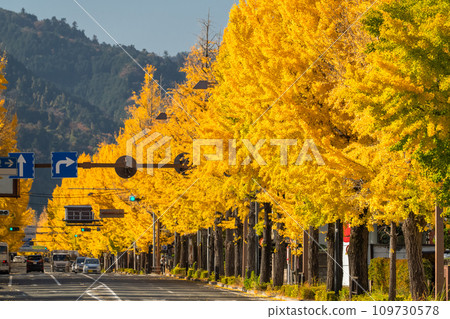 [Tokyo] Golden ginkgo trees along Hachioji Koshu Highway 109730578