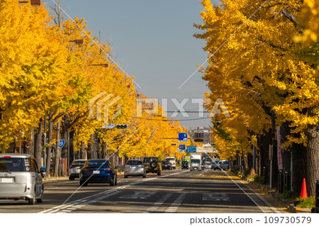 [東京]八王子甲州高速公路沿線的金銀杏樹 109730579