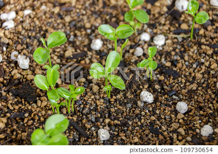 Germinating from Shikuwasa seeds 109730654