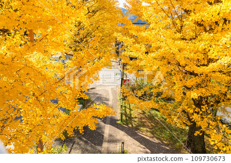 [東京]八王子甲州高速公路沿線的金銀杏樹 109730673