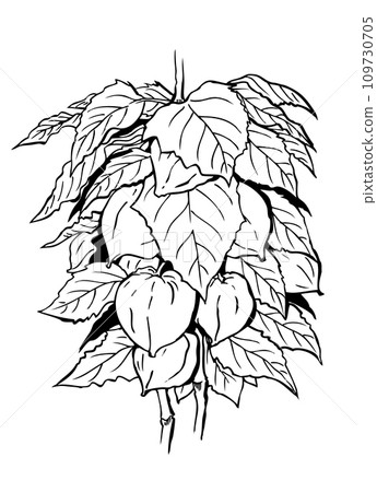 Hoozuki, line drawing 109730705