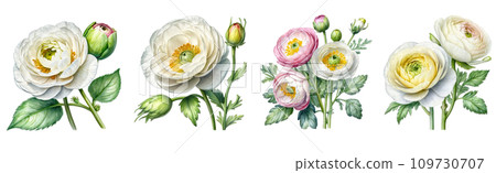 set of watercolor ranunculus flower clipart  on white background 109730707