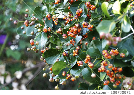 Masaki fruit whose red fruit splits and reveals an orange face in early winter. 109730971