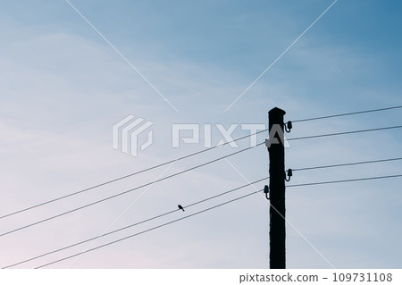 Bird sitting on the electricity cabel Bird sitting on the electricity cabel 109731108