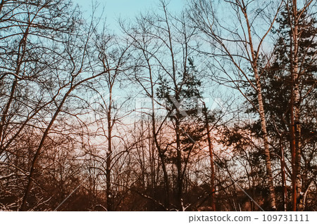 Autumn nature details. Bare trees on sky background. Autumn nature details. Bare trees on sky background. 109731111