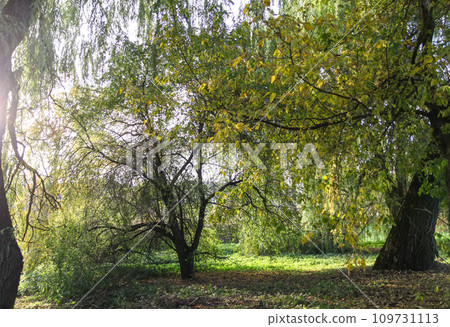 Autumn nature details. Colorful foliage in the park. Autumn nature details. Colorful foliage in the park. 109731113