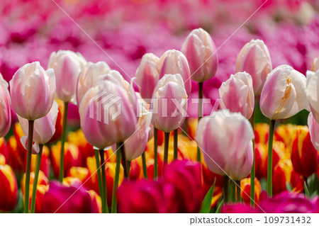 Pink tulips spring blossoming, bokeh flower background, pastel and soft floral card, selective focus Pink tulips spring blossoming, bokeh flower background, pastel and soft floral card, selective focus 109731432