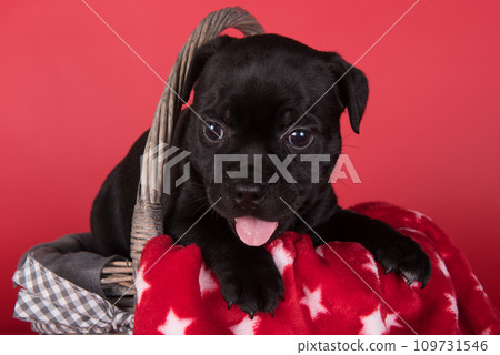 Black AmStaff , American Staffordshire Terrier puppy on red background 109731546