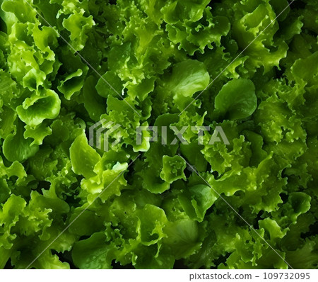 Lettuce salad backgrounds Lettuce salad backgrounds 109732095