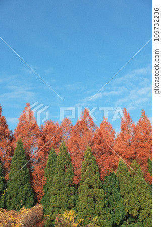 秋季葉子和藍天 109732236