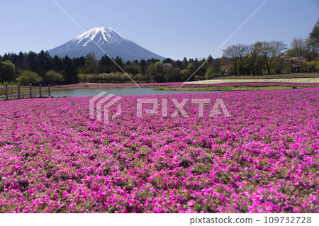 富士山和蘑菇 富士山和蘑菇 109732728