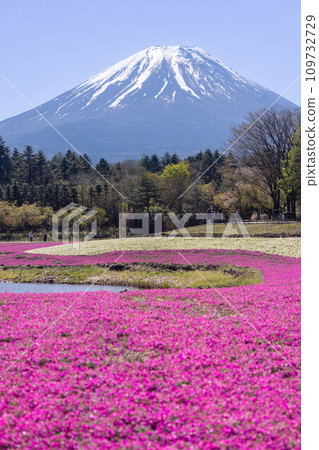 Mount Fuji and mushrooms 109732729