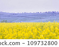 Nemophila and rape blossoms 109732800
