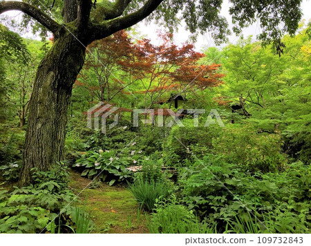 [Japan] Jojakkoji Temple garden in fresh green season (Kyoto) 109732843