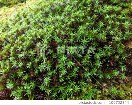 [Japan] Close-up of bushy moss (Jojakkoji Temple, Kyoto) 109732844