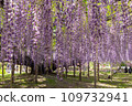 Oto 109732941