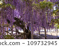 Oto 109732945