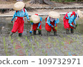 Rice planting event 109732971