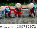 Rice planting event 109732972