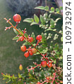 Red berries of Nanten changing color in the winter garden 109732974