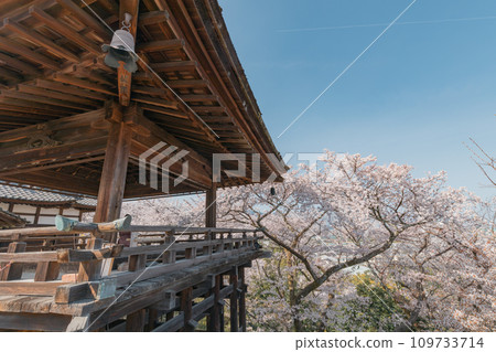 滋賀縣大津市三井寺賞月台和櫻花美景 滋賀縣大津市三井寺賞月台和櫻花美景 109733714