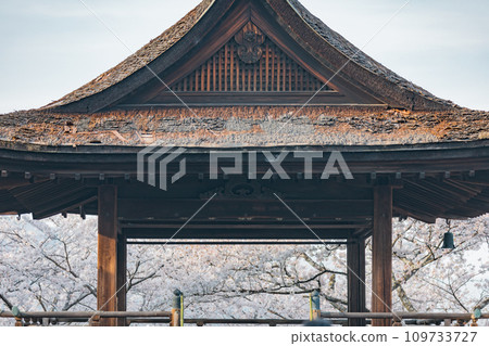 Otsu City, Shiga Prefecture, Miidera, moon-viewing stage and cherry blossom scenery Otsu City, Shiga Prefecture, Miidera, moon-viewing stage and cherry blossom scenery 109733727
